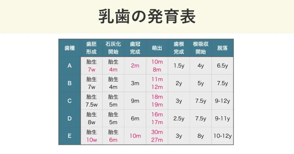 乳歯の発育表です。