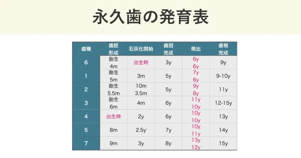 永久歯の発育表です。
